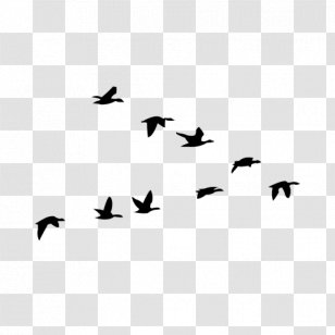 Goose Clip Art Computer Software Twocanoes - Bird - Migration Transparent PNG