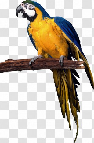 Aunt Darlene's Pet Sitting & Dog Walking Service, LLC Cat - Fauna - Parrot Transparent PNG
