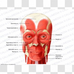 Zygomaticus Major Muscle Anterior Triangle Of The Neck Muscular System - Frame - Watercolor Transparent PNG