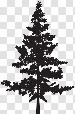 Western Red-cedar Tree Evergreen Blue Spruce - Silhouette Transparent PNG
