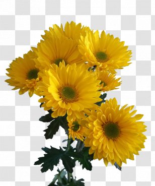 Chrysanthemum Transvaal Daisy Cut Flowers Floral Design Marguerite - Floriculture Transparent PNG