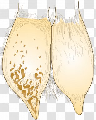Goat Cattle Udder Sheep Milking - Tree - Dairy Transparent PNG