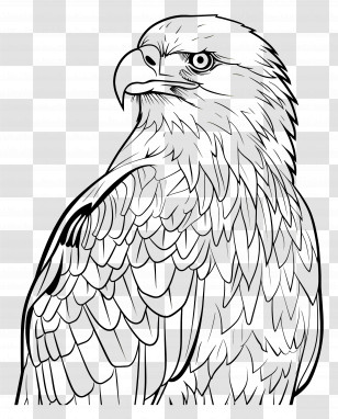 Eagle - Eagle Line Drawing Illustration Transparent PNG