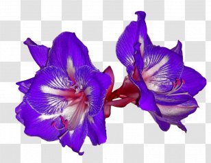 Pedestal Greek Language Moth Orchids Image Blog - Herbaceous Plant - Finishing Touch Watch Transparent PNG