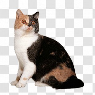 British Shorthair American Wirehair Russian Blue Persian Cat - Small To Medium Sized Cats - Cute Transparent PNG