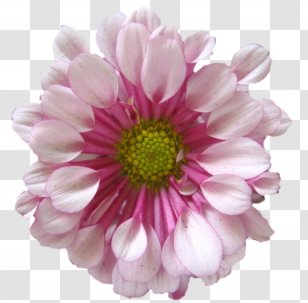 Chrysanthemum Marguerite Daisy Cut Flowers Dahlia Petal - Aster Transparent PNG