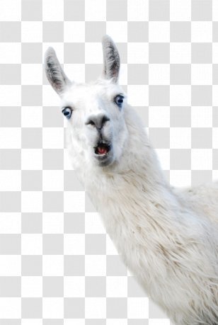 Llama Alpaca Camelids Wool - Camel Transparent PNG