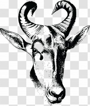 Wildebeest Hartebeest Drawing Image Horn - Banjo Pattern Transparent PNG