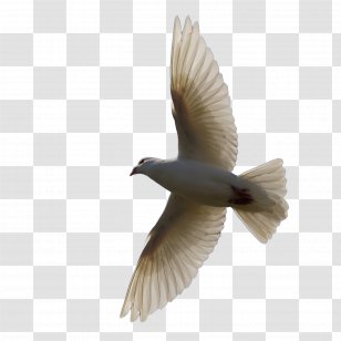 Bird Homing Pigeon Clip Art - Pigeons Fly Material Transparent PNG