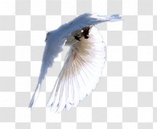 Close-up Eyelash Feather Beak Transparent PNG