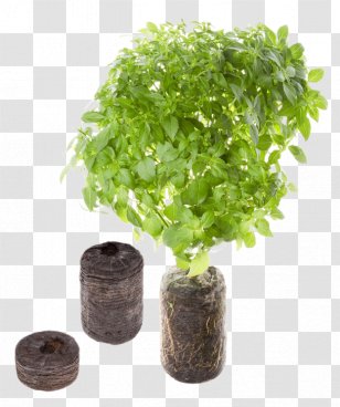 Kitchen Garden Nutrient Seed - Vegetable - Mint Flowers Transparent PNG