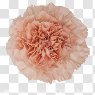 Carnation Light Pink Flower Perri Farms Wholesale - CARNATION Transparent PNG