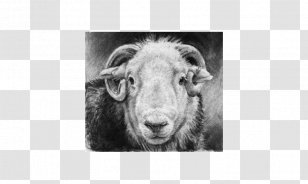 Sheep Lake District The Old Stamp House Restaurant Hardknott Pass Cattle - Painted Transparent PNG