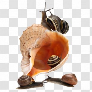 Sea Snail Caracol - Snails Transparent PNG