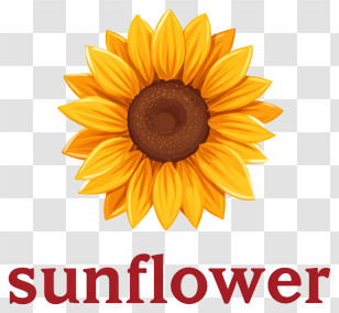 Sunflower Logo - Yellow Sunflower Illustration With Text Transparent PNG