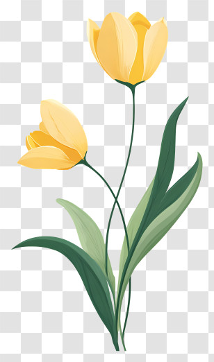 Yellow Tulips - Yellow Tulip Floral Illustration Transparent PNG