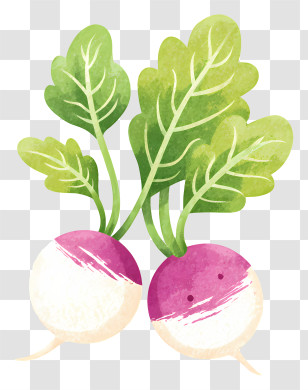 Radish - Watercolor Radishes Illustration Transparent PNG