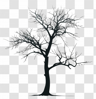 Black Silhouette Tree - Bare Tree Silhouette Illustration Transparent PNG