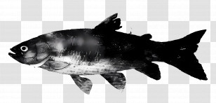 Fish Silhouette - Black Fish Silhouette Design Transparent PNG