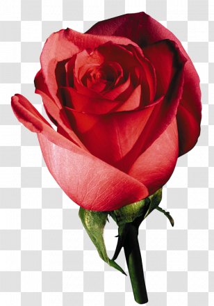 Garden Roses Clip Art Psd French Rose - Plant Stem - Dry Transparent PNG