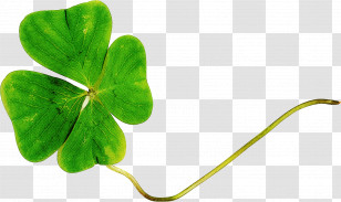 Shamrock Transparent PNG