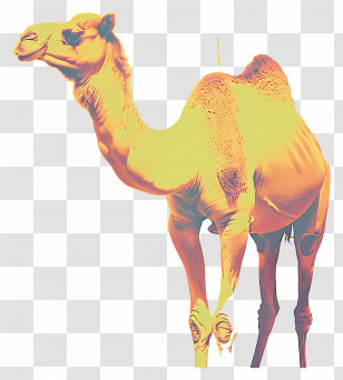 Camel - Yellow Camel Illustration With Desert Vibe Transparent PNG