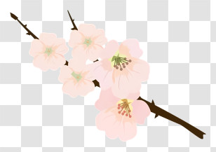 Flower - Delicate Cherry Blossom Branch Transparent PNG