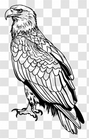 Bald Eagle - Detailed Outline Sketch Of An Eagle Bird Transparent PNG