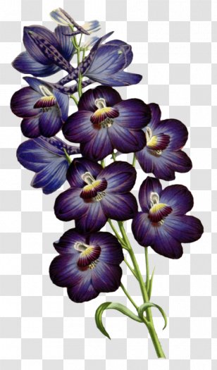 Botanical Illustration Botany - Viola - Design Transparent PNG