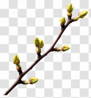 Tree Buds - Branch With Green Buds Transparent PNG