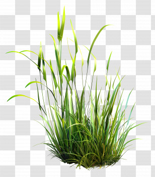 Grass Plant - Lush Green Grass Transparent PNG