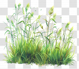 Green Grass Field - Tall Green Grass Cluster Illustration Transparent PNG
