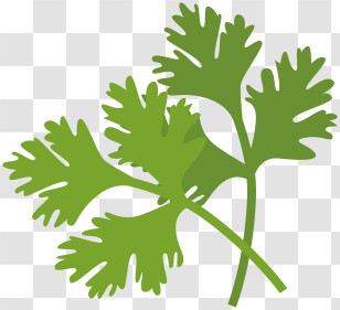 Parsley Leaf - Fresh Green Cilantro Leaves Transparent PNG