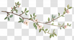Branch With Flower - Botanical Illustration Of A Cherry Blossom Branch Transparent PNG
