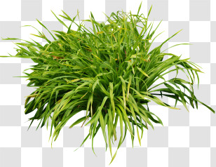 Shrub - Cluster Of Green Grass Blades Transparent PNG