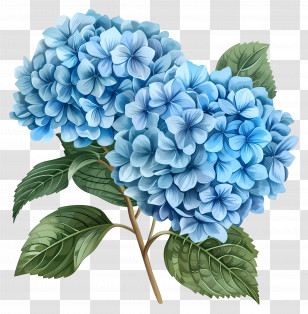 Blue Hydrangea Flower - Beautiful Blue Hydrangea Flowers Illustration Transparent PNG