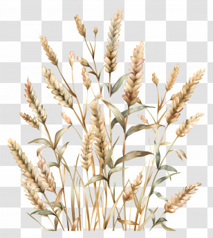 Spikelets - Detailed Wheat Plants In Natural Tone Transparent PNG