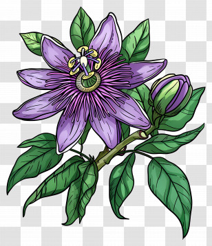 Blooming Flower - Detailed Illustration Of A Purple Passionflower Transparent PNG