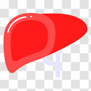 Liver - Red Liver Illustration For Medical Education Transparent PNG