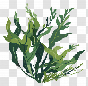 Seaweed - Green Seaweed Plant Illustration Transparent PNG