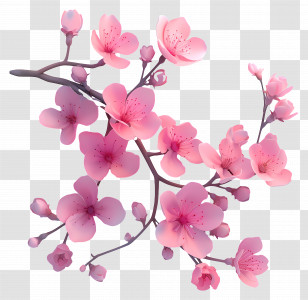 Pink Cherry Blossom Branch - Pink Cherry Blossom Branch Transparent PNG