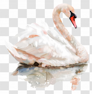 Cute Swan - Graceful White Swan Reflection In Water Transparent PNG