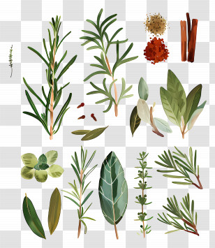 Herbs And Spices - Illustration Of Herbs And Spices Transparent PNG