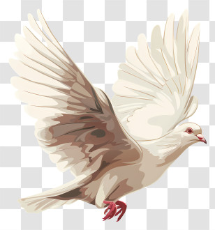 Dove - White Dove In Peaceful Flight Transparent PNG