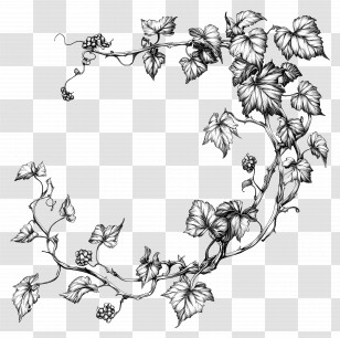 Vines Line Art - Vine Illustration With Leaves Transparent PNG