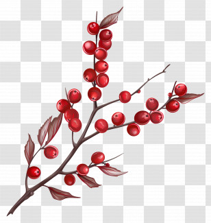 Cranberry - Red Winter Berries On A Branch Transparent PNG