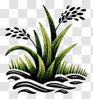Rice Paddy - Green Plant With Grass And Seeds Transparent PNG