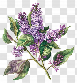 Lilac Flowers - Purple Lilac Flowers With Green Leaves Transparent PNG