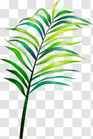 Web Design - Wet Ink - Houseplant Arecales Transparent PNG