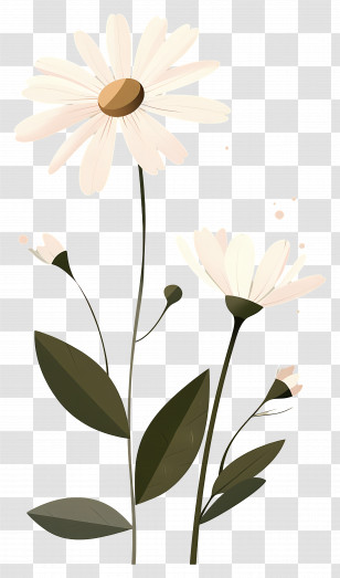 Daisy Flowers - Minimalist Daisies With Green Stems Illustration Transparent PNG